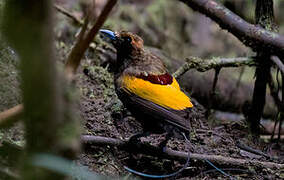 Magnificent Bird-of-paradise