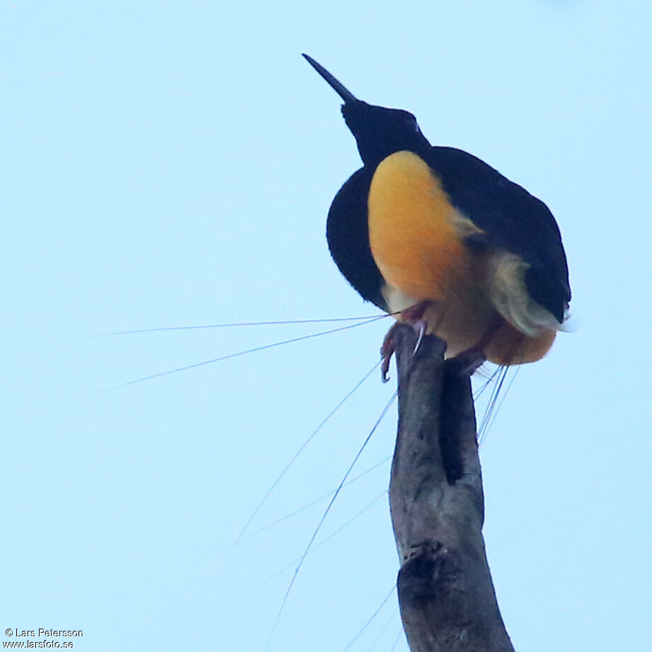 Twelve-wired Bird-of-paradise