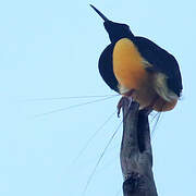 Twelve-wired Bird-of-paradise