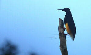 Twelve-wired Bird-of-paradise