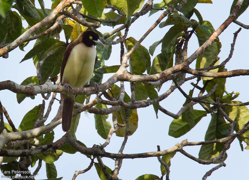 Lesser Bird-of-paradise female adult, identification