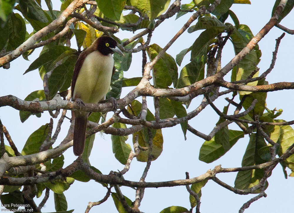 Paradisier petit-émeraude femelle adulte, identification