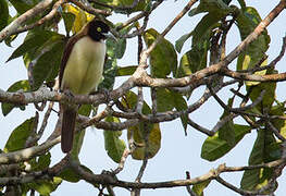 Lesser Bird-of-paradise