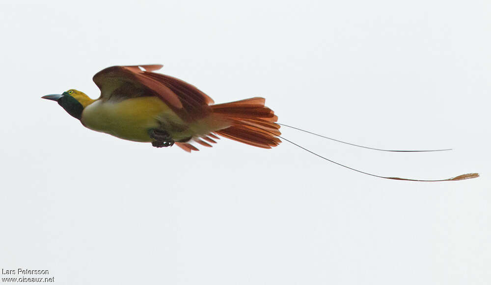 Lesser Bird-of-paradise male adult