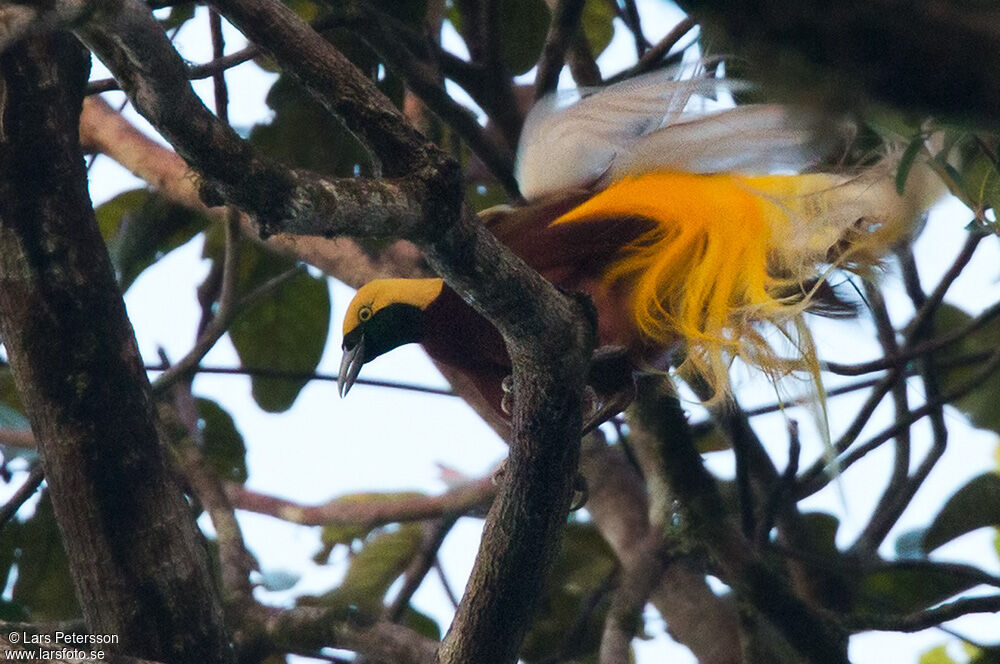 Lesser Bird-of-paradise