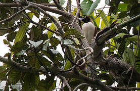 Lesser Bird-of-paradise