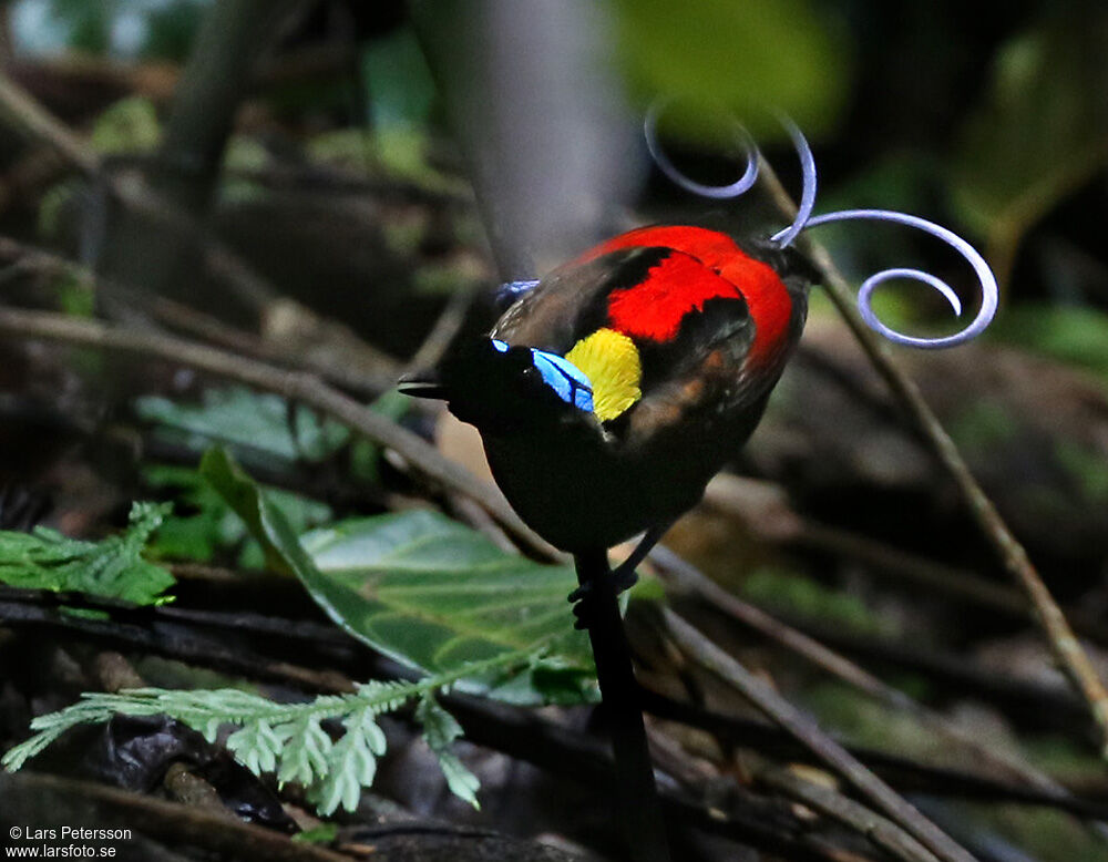Wilson's Bird-of-paradise