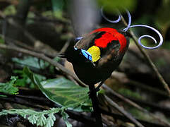 Wilson's Bird-of-paradise