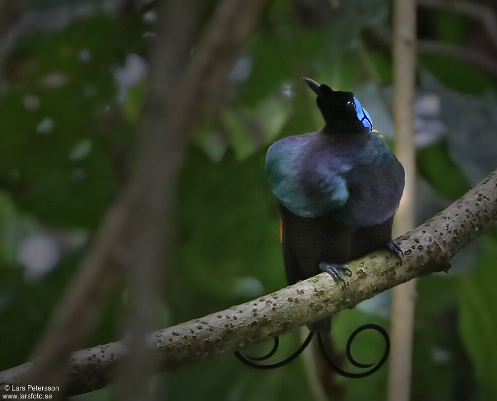 Wilson's Bird-of-paradise