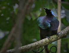 Wilson's Bird-of-paradise