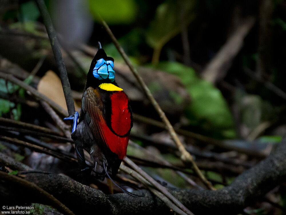 Wilson's Bird-of-paradise