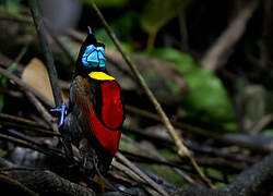 Wilson's Bird-of-paradise