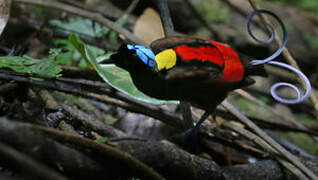 Wilson's Bird-of-paradise