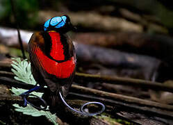 Wilson's Bird-of-paradise