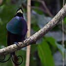 Paradisier républicain