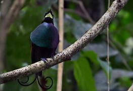 Wilson's Bird-of-paradise