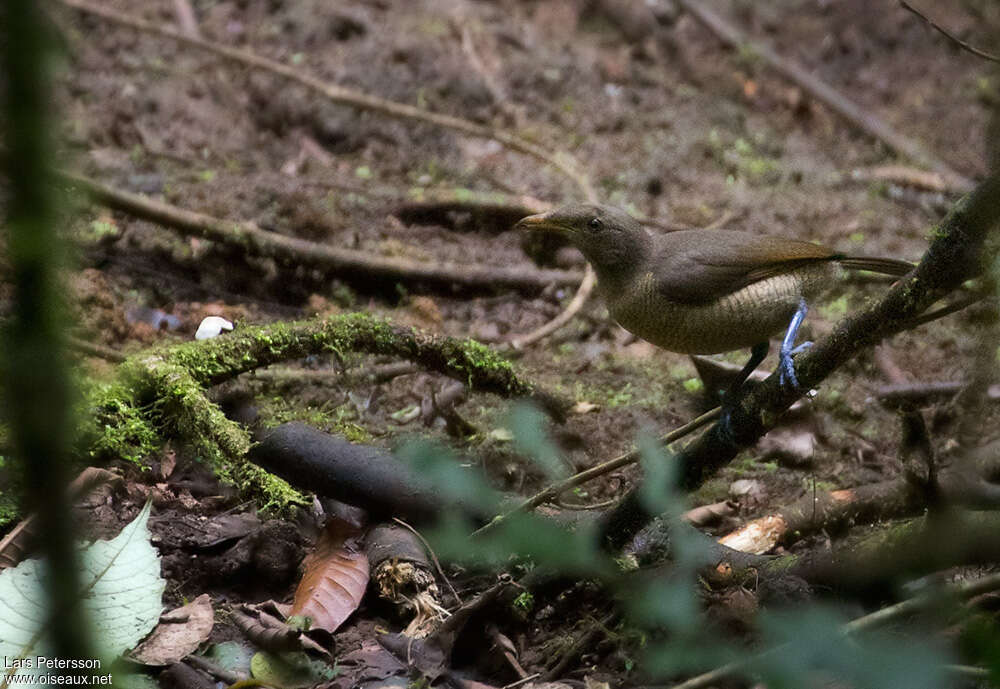 King Bird-of-paradise female adult, identification