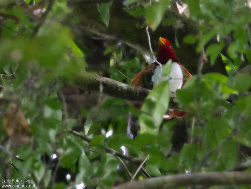 King Bird-of-paradise male adult, habitat, pigmentation, courting display