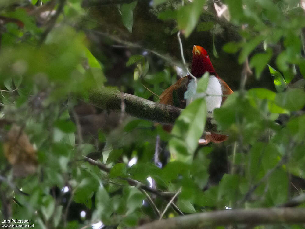 Paradisier royal mâle adulte, habitat, pigmentation, parade