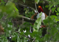 King Bird-of-paradise