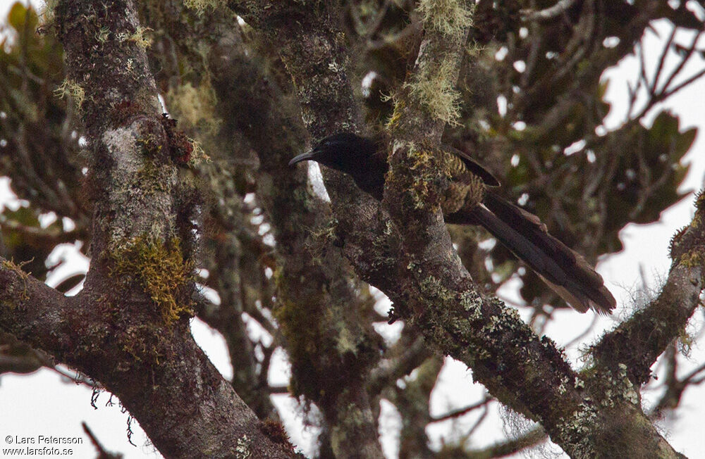 Splendid Astrapia