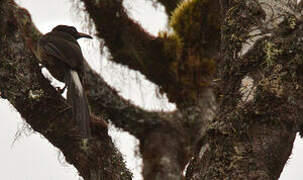 Splendid Astrapia