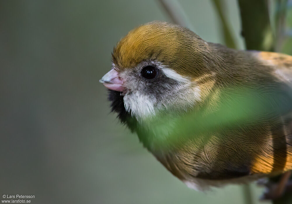 Golden Parrotbill