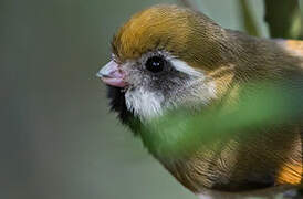 Golden Parrotbill