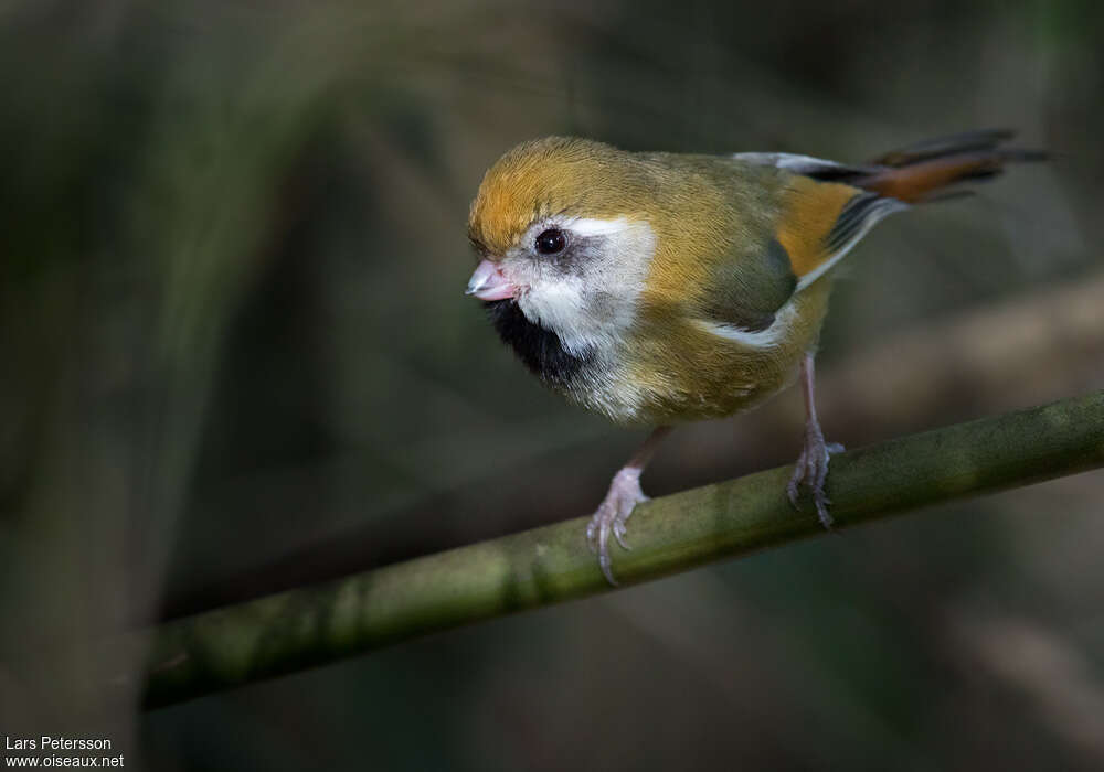 Paradoxornis de Verreaux