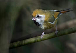 Golden Parrotbill