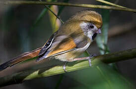 Golden Parrotbill