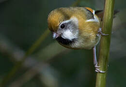 Golden Parrotbill