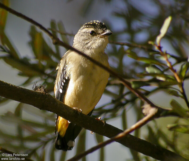 Spotted Pardalote