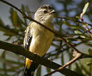 Pardalote pointillé