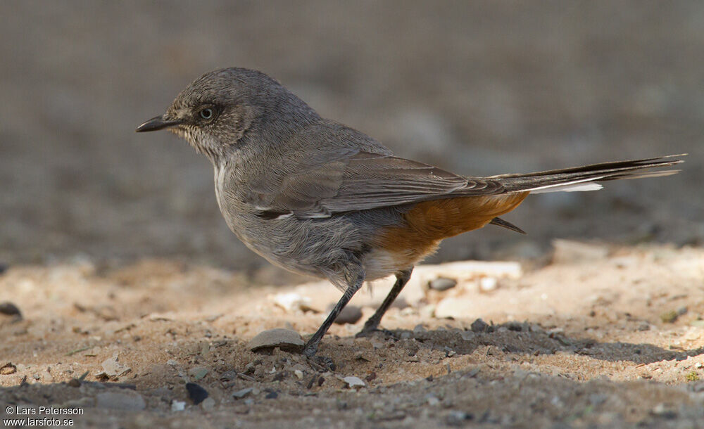 Chestnut-vented Warbler