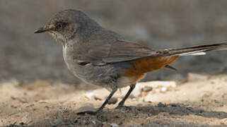 Chestnut-vented Warbler