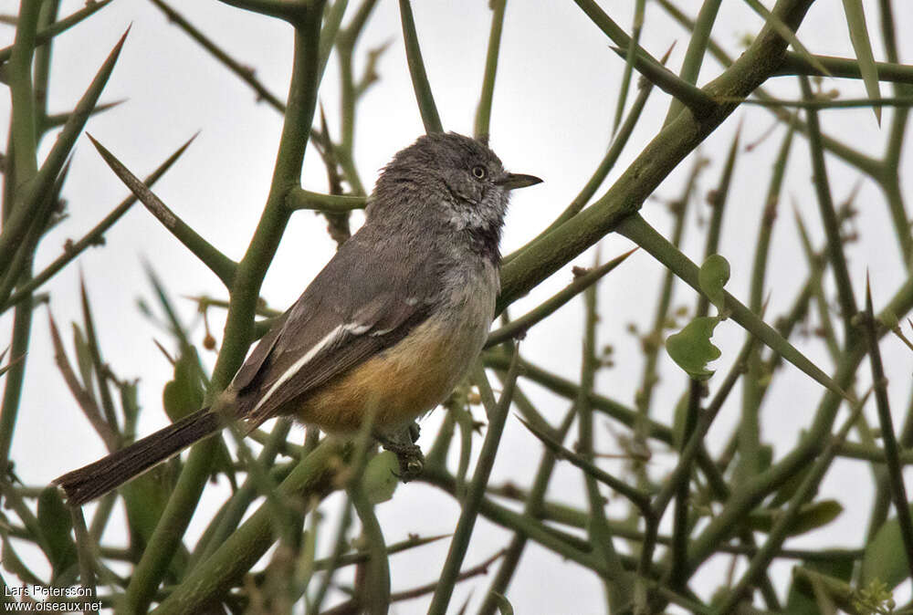 Parisome sangléeadulte, identification