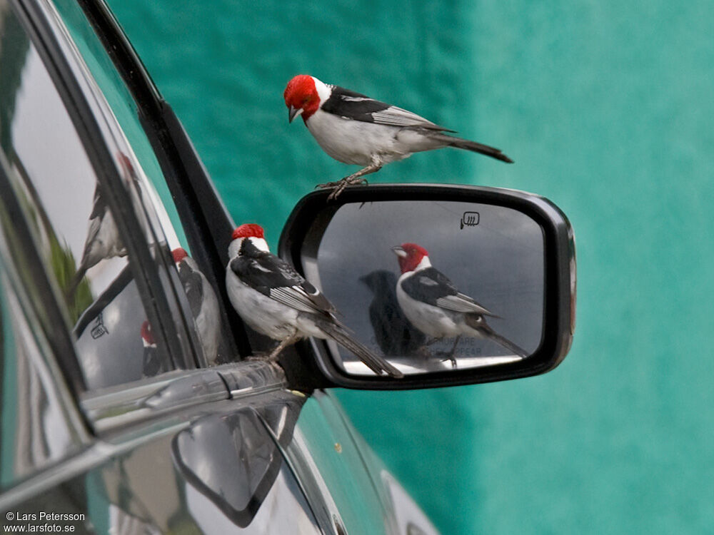 Red-cowled Cardinal