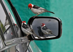 Red-cowled Cardinal