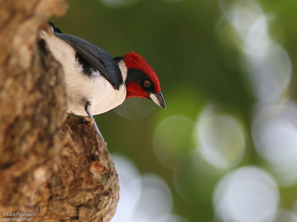 Red-capped Cardinal