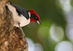 Red-capped Cardinal