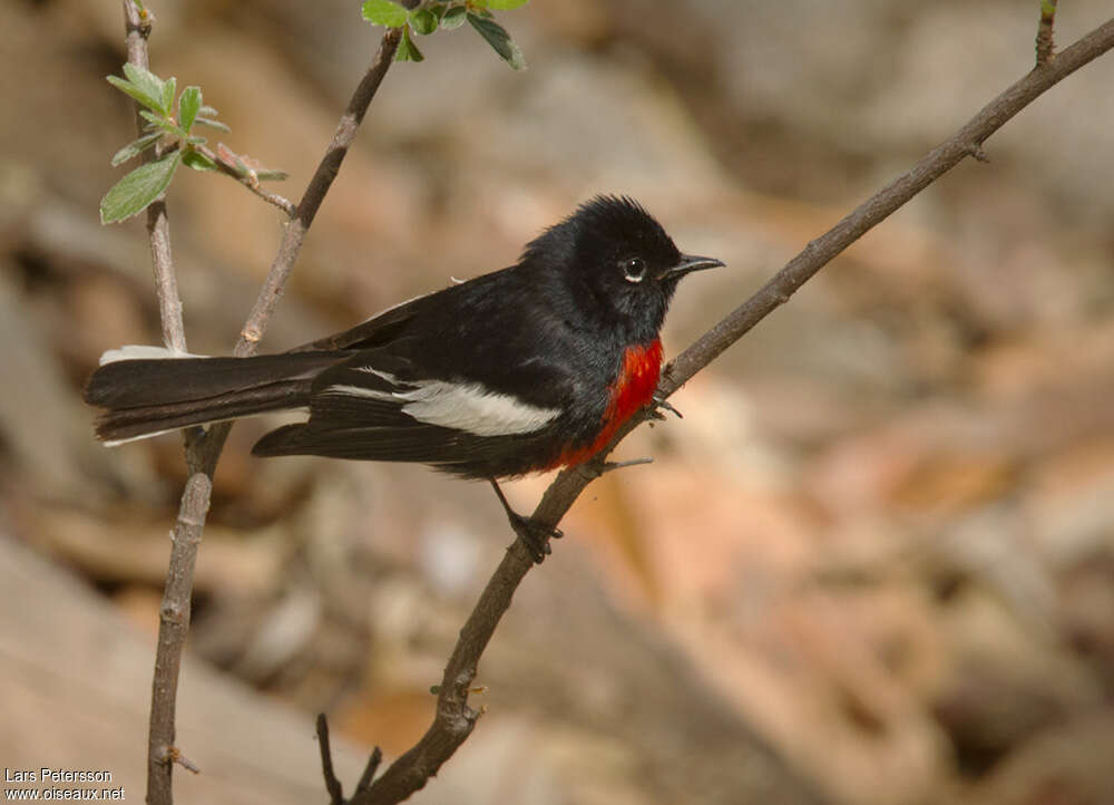 Painted Whitestart