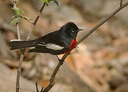 Painted Whitestart