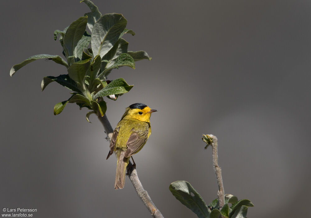 Wilson's Warbler