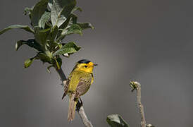 Wilson's Warbler