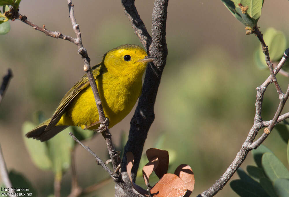 Wilson's Warbler female adult, identification