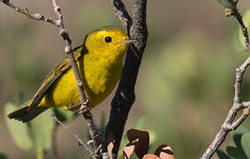 Wilson's Warbler