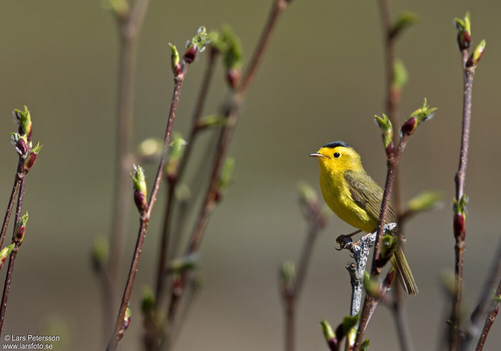 Wilson's Warbler