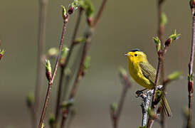 Wilson's Warbler