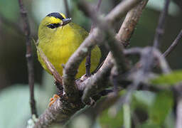 Black-crested Warbler